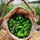 Pimentos Padron