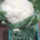 Couve Flor