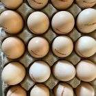 Ovos ar livre (6 Unid.)