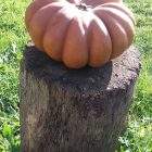 Abóbora Muscate Provence