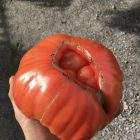 Tomate Coração Boi