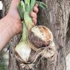 Cebola Fresca