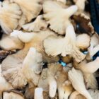Cogumelo Pleurotus