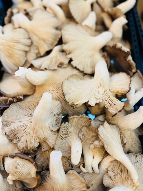Cogumelo Pleurotus